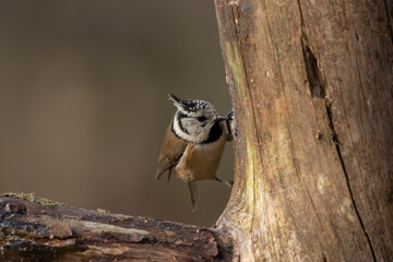 A Crested tit (Lophophanes cristatus) perching on a tree stump.