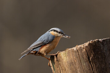 A Nuthatch (Sitta europaea) perched on a tree stump.