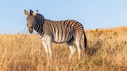 Wildlife Zebra Animal Morning Blue Sky Dry Safari Park Reserve 