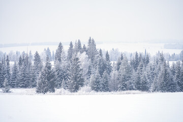 Winter landscape. Snow-covered openwork firs and larches on a white snowy background. Copy space.