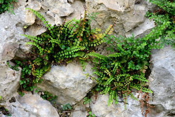 Maidenhair spleenwort // Braunstieliger Streifenfarn (Asplenium trichomanes)