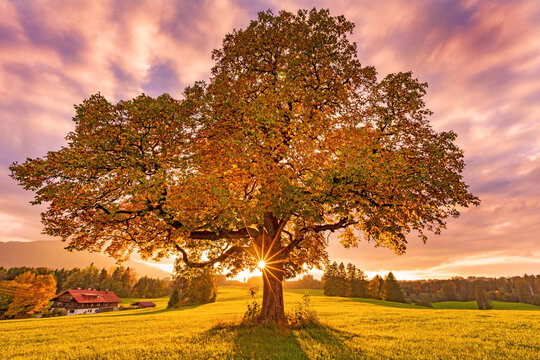 Herbst - Allgäu - Baum  - Sonnenuntergang  - Stimmung