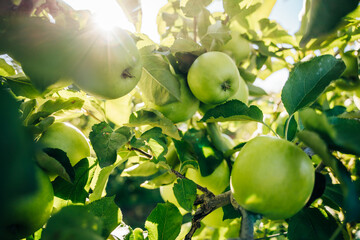 Green apples in an apple plantation in Massachusetts, USA