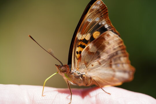 Tropical butterfly Doxocopa agathina sitting on hand, a member of monarchs, owl butterflies and related family Nymphalidae. Foz do Iguacu, Parana state, Brazil.