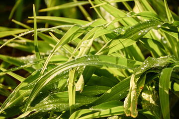 green grass with dew drops