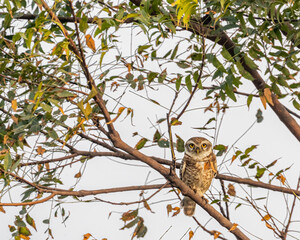 A Spotted owl resting