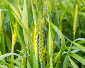 A Common wheat plant in a field