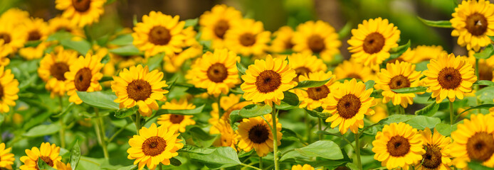 Closeup of yellow sunflowerflower under sunlight with green leaf nature background using as background natural plants landscape, ecology wallpaper cover page concept.