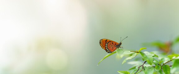 Nature view of beautiful orange butterfly on green leaf nature blurred background in garden with copy space using as background insect, natural landscape, ecology, fresh cover page concept.