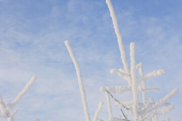 Snow-covered tree branches in the forest against the background of winter nature. Selective focus.