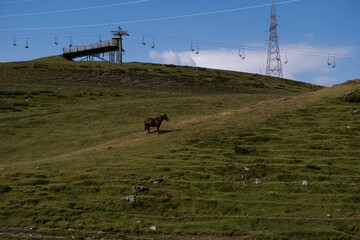 Wild horse standing still on a grass field in summer. Chairlift in the back, ski station during off season