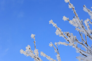 Snow-covered tree branches against the blue sky. Selective focus.
