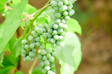 Branch of ripe grape in garden
