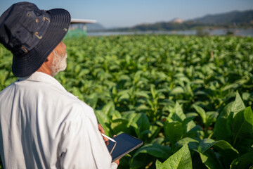 Naklejka na ściany i meble Senior tobacco grower uses a tablet to monitor the timing of tobacco planting.