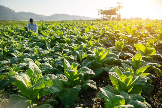 garden in the tobacco field Mekong riverside in Nong Khai Province Thailand.