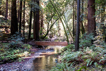 wooden bridge in the woods