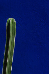Cactus on a blue background