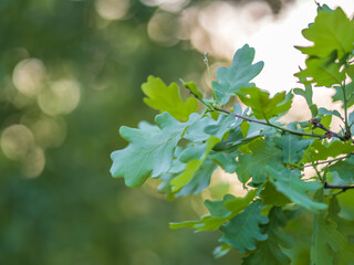 Fototapeta premium Green oak leaves on a natural blurred background.