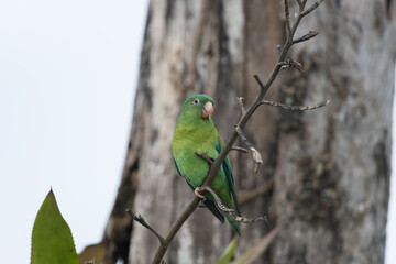  orange-chinned parakeet (Brotogeris jugularis),