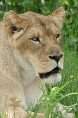 Obraz na płótnie Canvas lioness in the grass