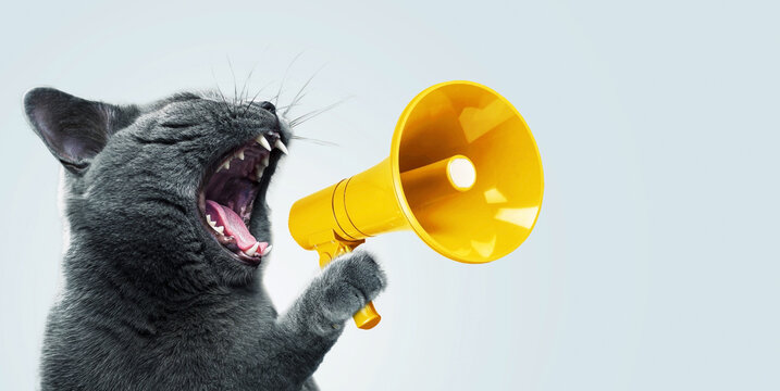 Funny grey cat screams with a yellow loudspeaker on a blue background, creative idea. Fun pet kitten speaks into a megaphone. Management and advertising, concept