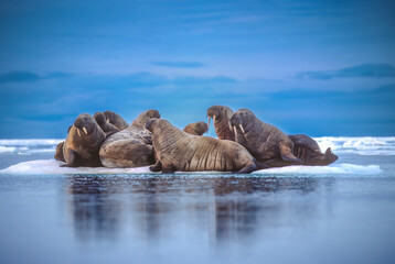 Walrus herd on ice floe,Canadian High Arctci