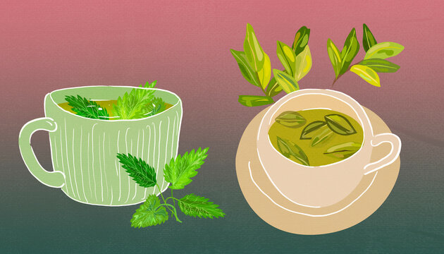 peruvian tea coca leaves peruvian mint leaves illustration