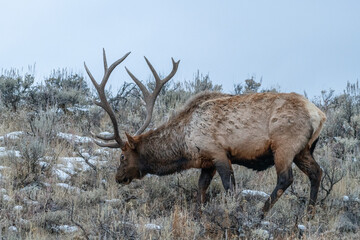 Elk in Yellowstone National Park