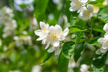 Obraz na płótnie Canvas Close up of jasmine flowers in a garden.