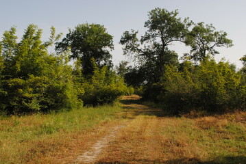 Obraz premium Wanderweg durch Natur