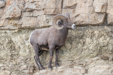 Obraz premium Big Horn Sheep