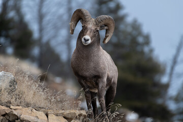 Big Horn Sheep