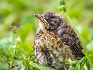 A fieldfare chick, Turdus pilaris, has left the nest and sitting on the spring lawn. A fieldfare chick sits on the ground and waits for food from its parents.