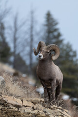 Naklejka premium Big Horn Sheep