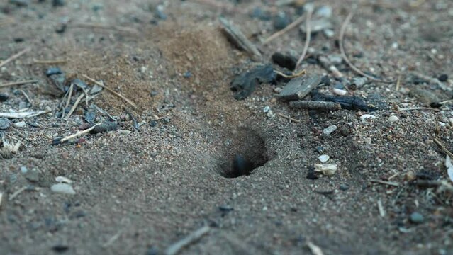 View of a large spider wasp digging a hole in the ground. Pepsis close-up. Selective focus. Slow motion. Tarantula hawk wasp