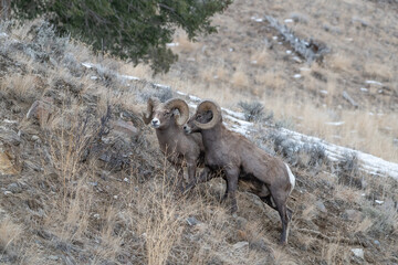 Big Horn Sheep