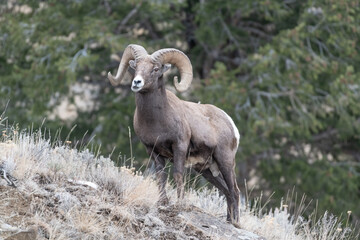 Big Horn Sheep