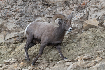 Big Horn Sheep