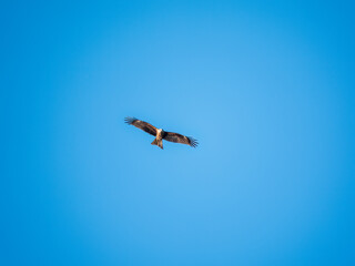 The bird of prey Black Kite flying in blue Sky