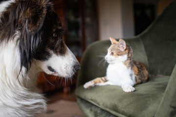 cute little cat and dog playing