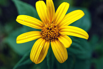 Close-up of a whimsical Jerusalem artichoke flower with yellow petals against a background of green leaves.