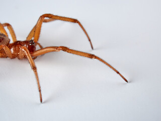 Noble false widow. Spider on a white background. Steatoda nobilis     