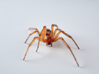 Noble false widow. Spider on a white background. Steatoda nobilis     