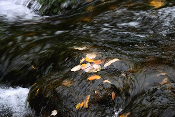 Fallen autumn leaves and small waterfall. Selective focus.