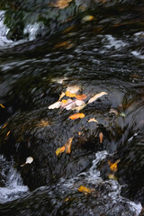 Fallen autumn leaves and small waterfall. Selective focus.