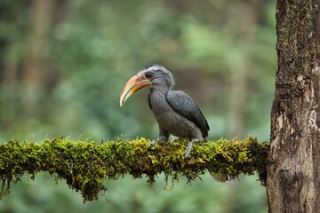 Malabar grey hornbill having fruits with beautiful background at Coorg,Karnataka,India
