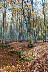 Bosco di faggi in autunno. Faggeta