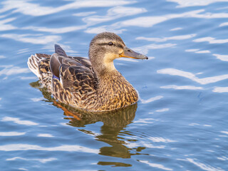 Mallard female Duck swims in the pond.