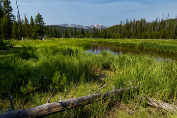 Oliver Creek in the Cloud Peak Wilderness Area of Wyoming's Bighorn Mountains
