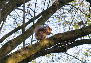 squirrel on a tree eating an acorn nut